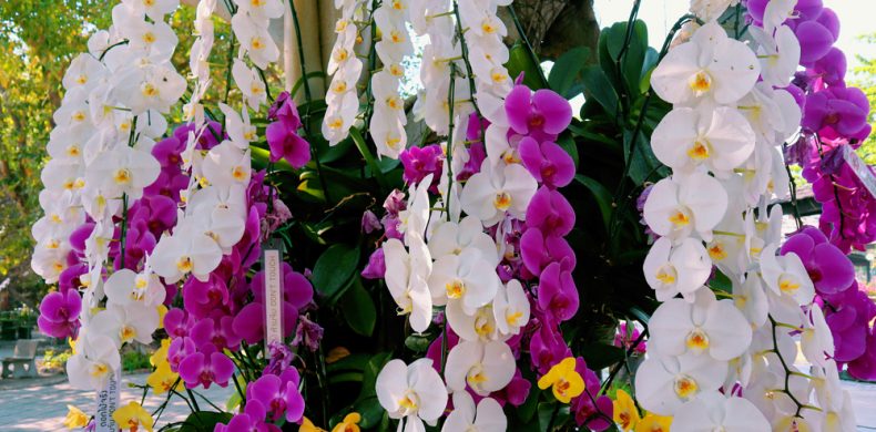 Sfaturi și secrete de îngrijire a orhideelor