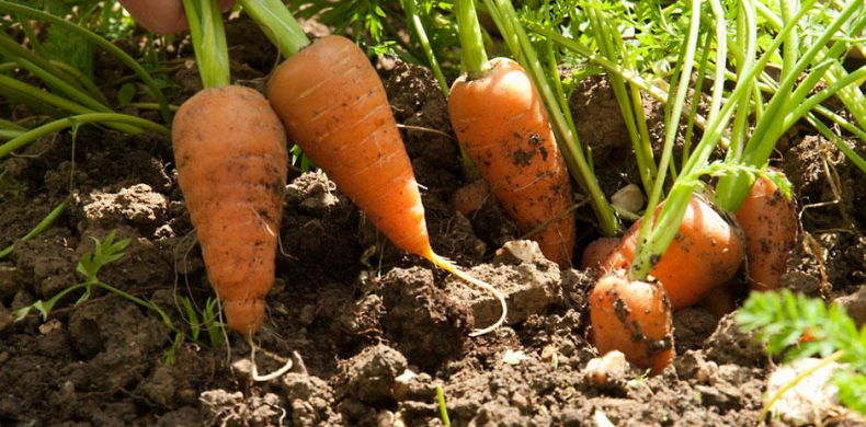 Cultivarea Morcovilor în Grădină (Sfaturi și Idei)